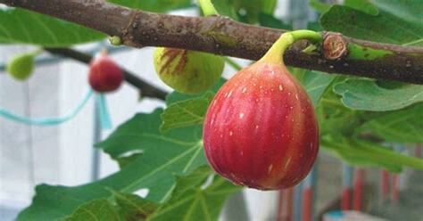 無花果 種